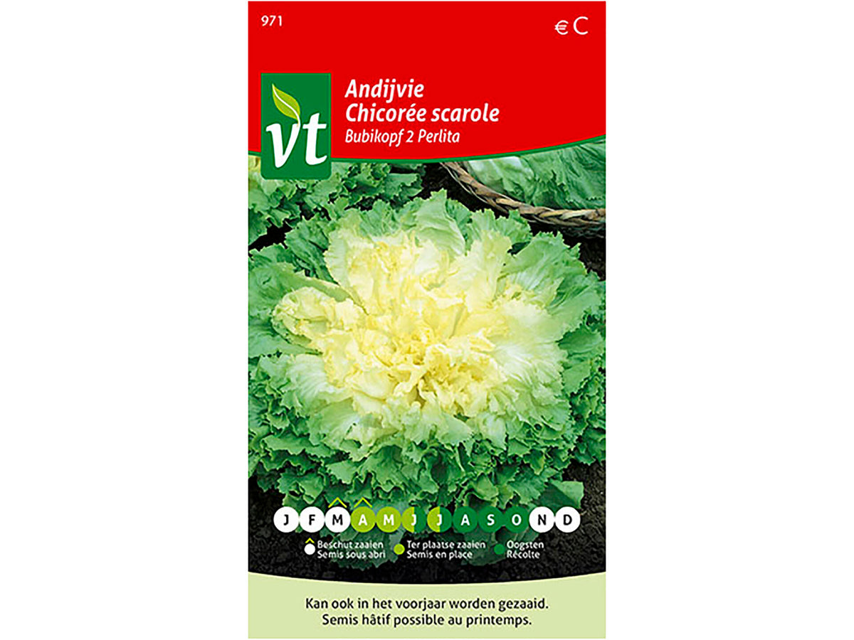 VT Bubikopf 2 Perlita andijvie