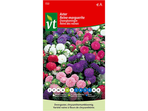 VT Dwergkoningin aster