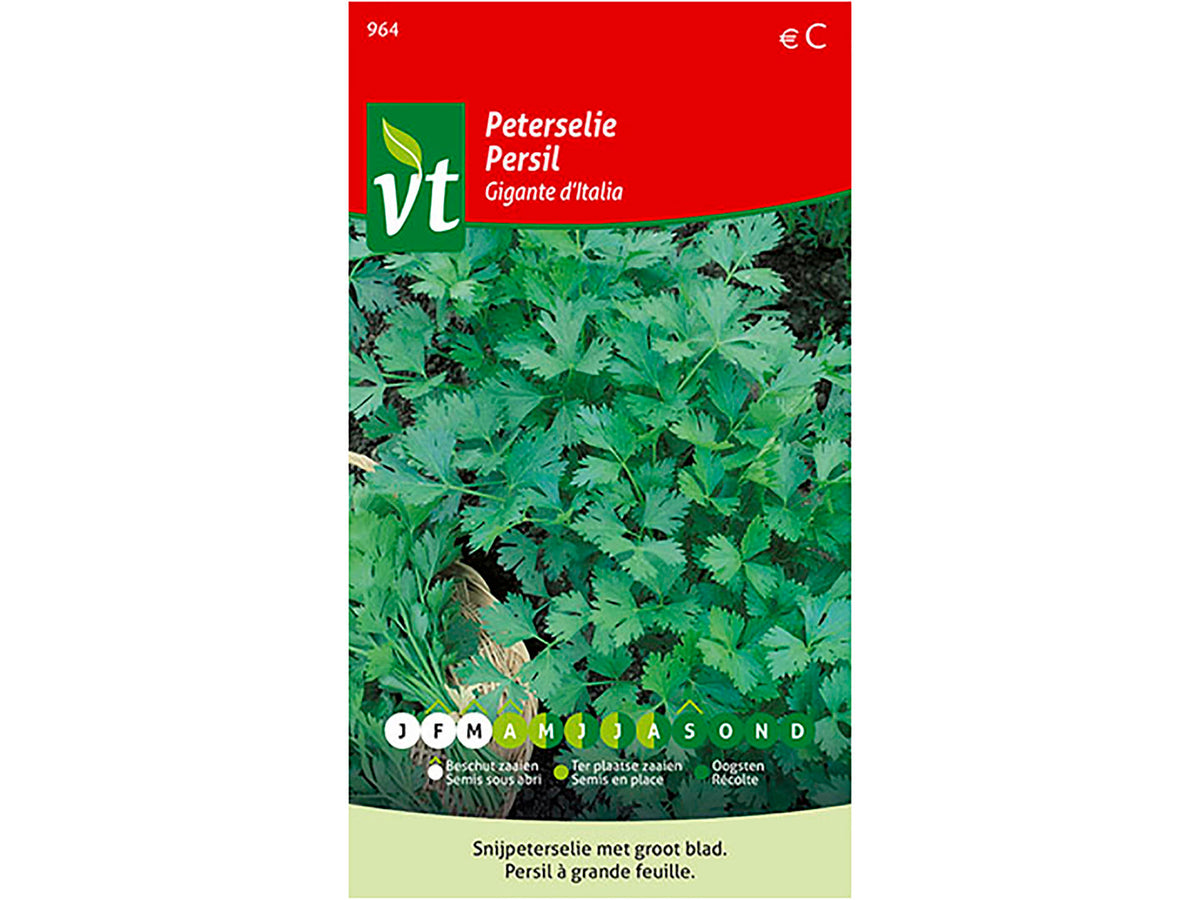 VT Gigante d'Italia peterselie