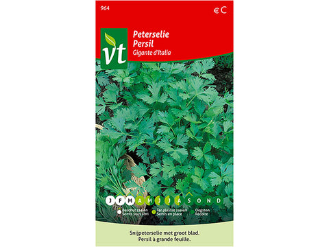 VT Gigante d'Italia peterselie