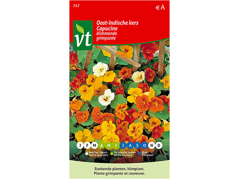 VT Oost-Indische kers klimmend