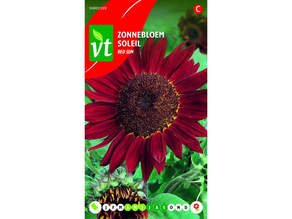 VT Red Sun zonnebloem hoog