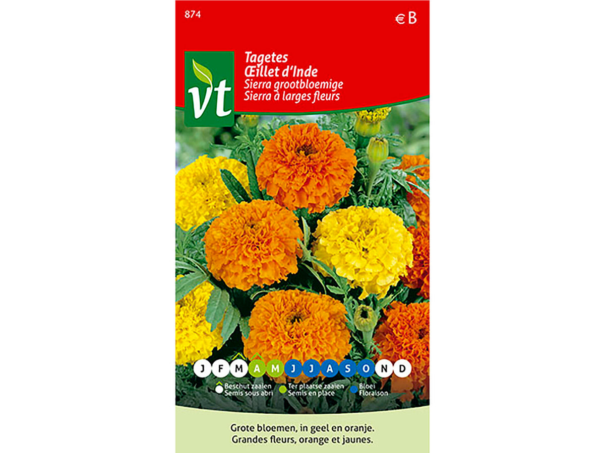 VT Sierra grootbloemige tagetes