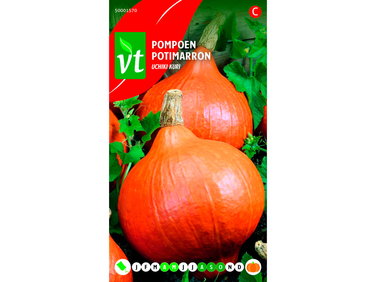 VT Uchiki Kuri pompoen