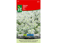VT alyssum wit