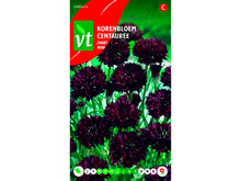 VT centaurée noir